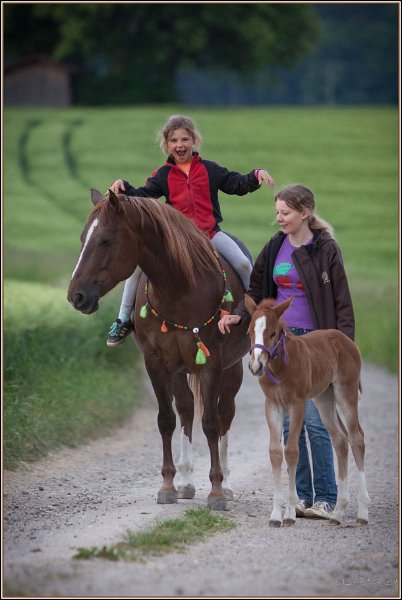 Asbach Fohlenshow 2014 026